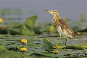 水草の上を歩くカンムリサギ