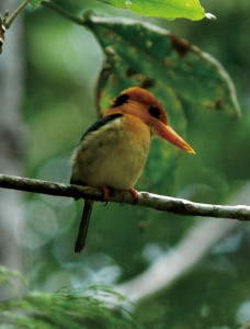 バリラタ国立公園のキバシショウビン