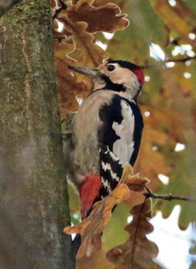 東欧の鳥を代表するカオジロアカゲラ