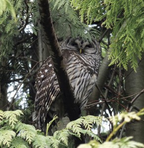 ねぐらのアメリカフクロウ フクロウは最多で6 種が期待できます