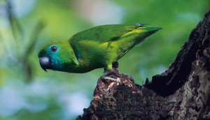 小さなバンジロウインコ バンジロウとはグアバの和名です