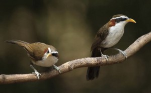 観察しづらいチメドリ類の撮影も楽しみです（写真はマミジロマルハシ）