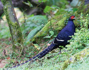 美しいキジの仲間のミカドキジはぜひ撮影したい鳥たちです