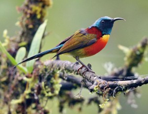 美しいミドリオタイヨウチョウもタイ北部で出会いたい鳥のひとつです