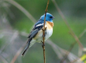 写真のムネアカルリノジコなど森の小鳥たちも豊富です