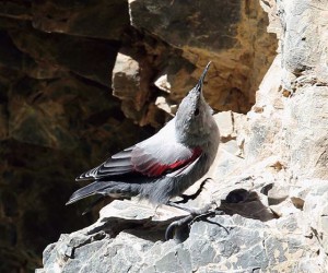 南ゴビの岩山には翼の赤いカベバシリの姿も