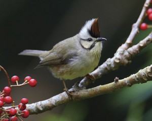 かわいいカンムリチメドリは群れで行動します