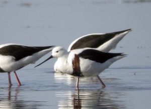 ムネアカセイタカシギは干潟の鳥