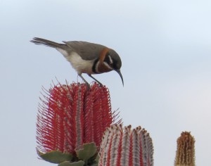 バンクシアの蜜を吸いにきたニシキリハシミツスイ