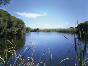 カモなどの水鳥が遊ぶハーズマン湖の湿地