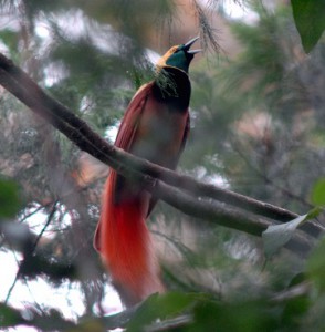 ニューギニアに生息するアカカザリフウチョウ。フウチョウ類のなかでももっとも美しい種類のひとつ。必見です！