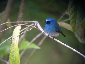 青がこの上なく美しいアイイロヒタキ。キナバル公園ではよく見られます！