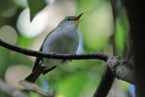 イイジマムシクイ　撮影：鈴木真様