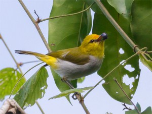 目の周囲のリングが細くて黄色く目立たないウォーレスメジロ