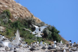 繁殖期にのみ見られるヒガシシナアジサシ