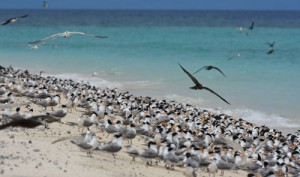 繁殖期のミクルマスケイには３万羽の海鳥が集まります