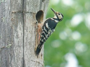 オオアカゲラ　撮影：高木信様