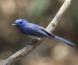 人気のサンコウチョウに近縁の　美しいクロエリヒタキ