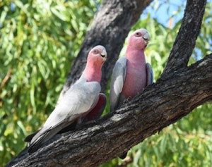 集団で暮らすモモイロインコが見られるのも　野生ならでは！