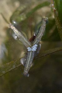 ウミショウブの雌花