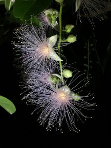 絹の糸でできたような繊細な花には甘い香がある