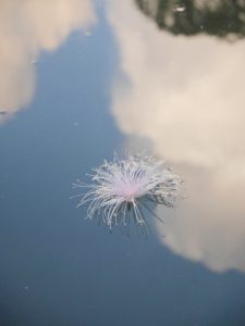 川面の浮かぶサガリバナの花