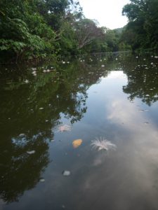 川の上流から朝散ったサガリバナの花がゆっくりと流れてくる