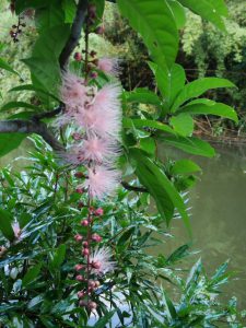 ボートを花に近くに寄せて香りを楽しむ