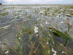 海を白く染めるウミショウブの雄花