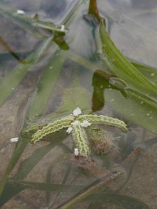 伸びきったゴムのようにも見える雌の花。波打った部分で白い雄花をキャッチ。