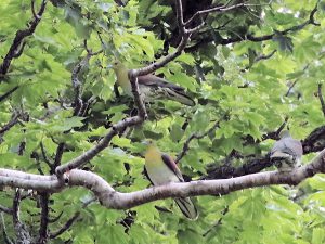 アオバト　撮影：大坪昭允様