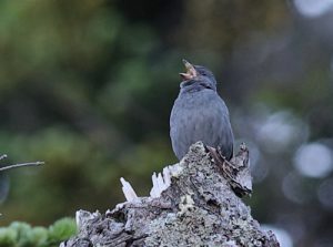 クロジ　撮影：須崎明男様