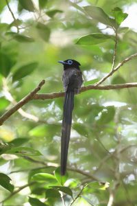 リュウウキュウサンコウチョウ　撮影：米持千里様