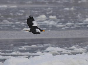 流氷の海とオオワシ