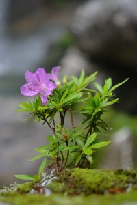 川岸に生育するキシツツジ　（香川県にて）