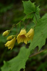 宮尾登美子さんの小説「天涯の花」で有名なキレンゲショウマの花　（徳島県にて）