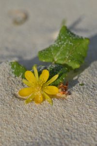 暑い初夏の砂浜にたくまし生きるハテルマカズラ　花が開く時間が決まっているため、この花を見るために朝・昼・夕の３回