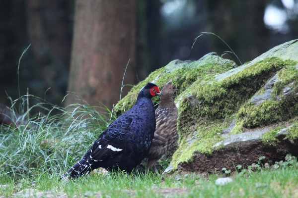 ガイドが厳選する鳥１００種 その５ ミカドキジ ネイチャリングニュース