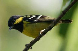 かわいいシラボシガラは嬉しいことに普通種です