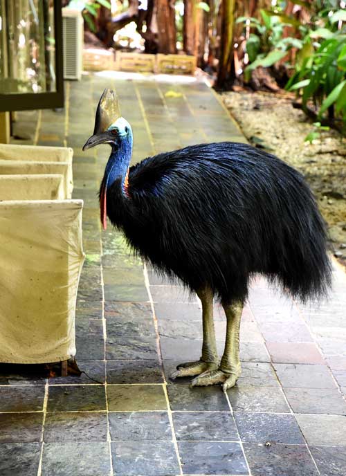 コラム なるほど ザ 世界の鳥たち オーストラリアの鳥２ ネイチャリングニュース