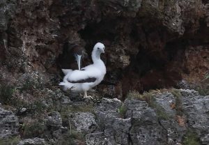 カツオドリの親子　撮影：米持千里様