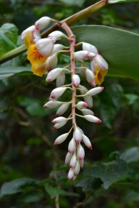 沖縄に行けば、普通に見られるゲットウの花