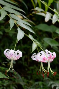 カノコユリの変種のタキユリ