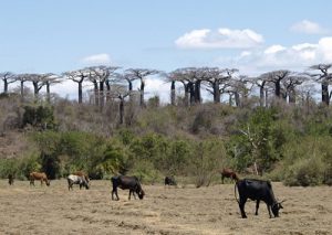 バオバブの大群落とコブ牛のゼブー