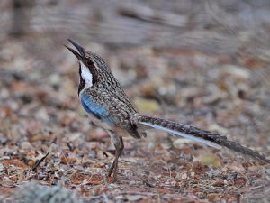 固有種のオナガジブッポウソウはイファティの林で