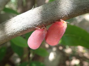 セミの仲間のハゴロモの一種１㎝弱という小さな生き物です