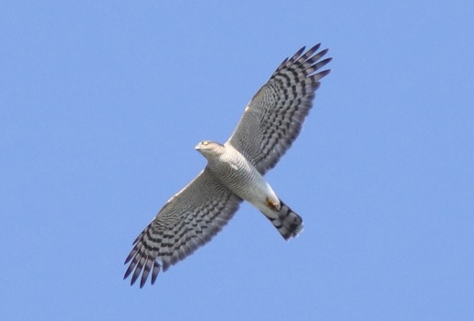 ツアーのお誘い タカ 小鳥類 ガン類が渡る秋の北海道にお越しください ネイチャリングニュース ツアーのお誘い タカ 小鳥類 ガン類が渡る秋の北海道にお越しください ネイチャリングニュース
