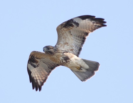 ツアーのお誘い タカ 小鳥類 ガン類が渡る秋の北海道にお越しください ネイチャリングニュース ツアーのお誘い タカ 小鳥類 ガン類が渡る秋の北海道にお越しください ネイチャリングニュース