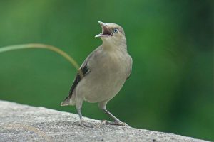 カラムクドリ　撮影：高木信様