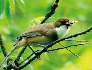 騒々しい群れをつくって行動するノドジロガビチョウ